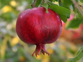 Pomegranate (soy wax tarts)