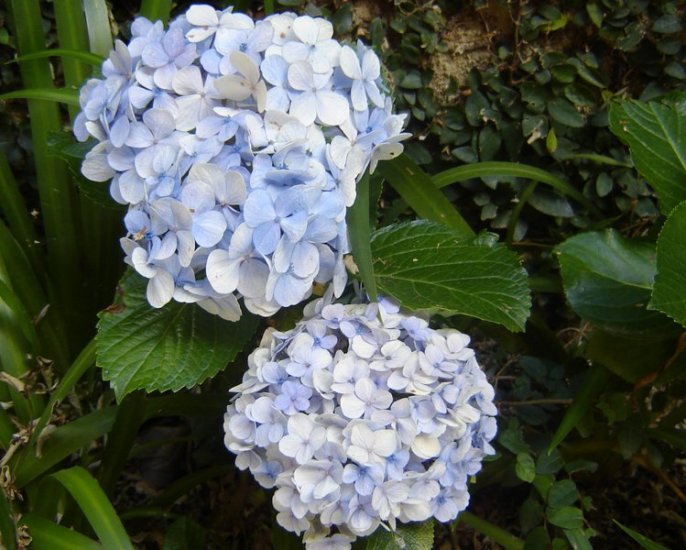 Hydrangea (soy wax tarts)