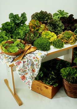 Lettuce (soy wax tarts)