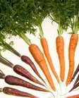 Carrot (soy wax tarts)