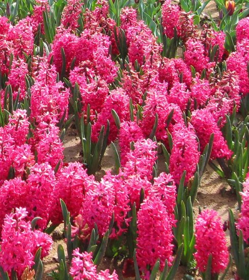 Hyacinth (soy wax tarts)