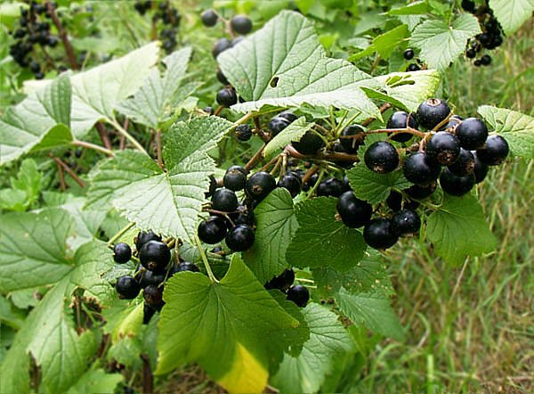 Black Currants (soy wax tarts)