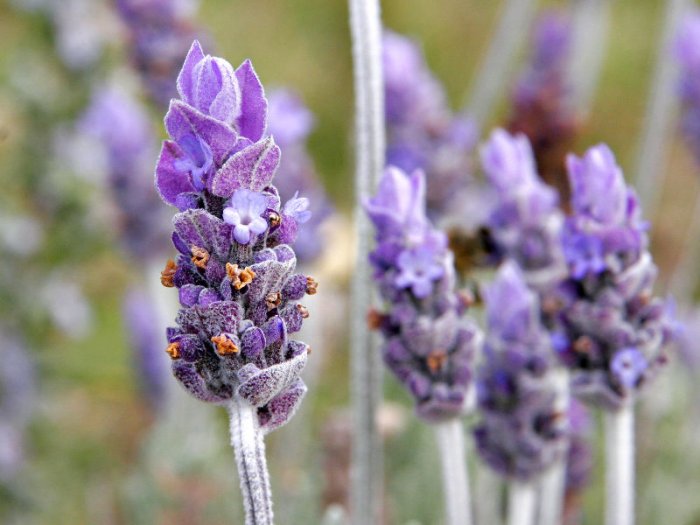 Lavender (soy wax tarts)