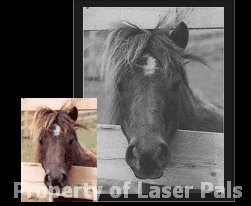 Customized Laser Pet Portraits