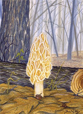 Morel Mushroom Orig