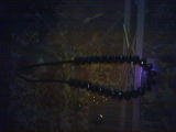 Black beaded fashion necklace