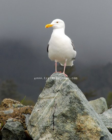 On the Lookout - 8x10 - Original Fine Art Photograph