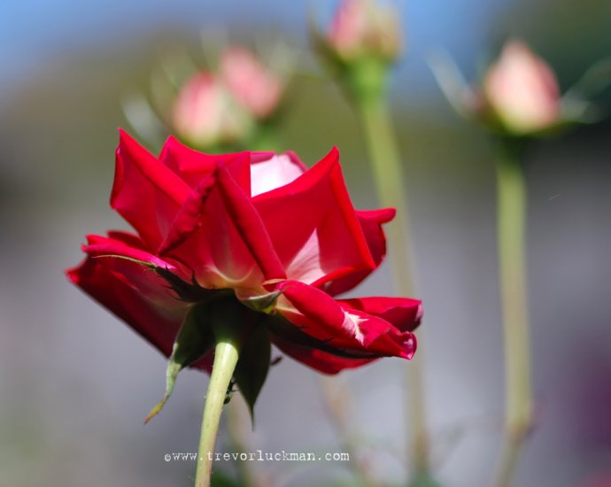 Red Rose Rising - 8x10 - Original Fine Art Photograph
