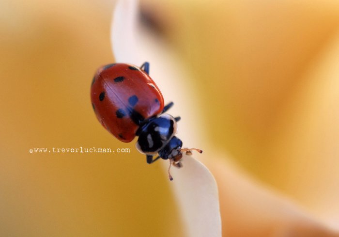 Lady Bug Spring - 5x7 - Original Fine Art Photograph