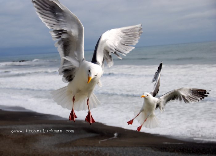 On the Wing - 5x7 - Original Fine Art Photograph