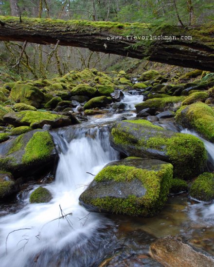 Frog Gulch Spring -8x10 - Original Fine Art Photograph