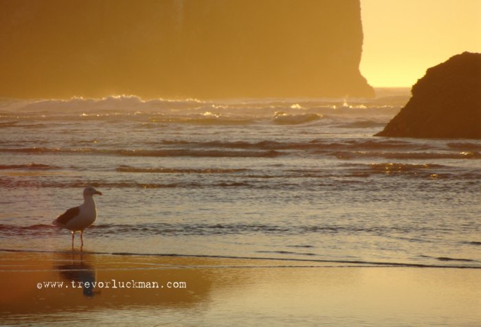 Seagull Sunset - 4x6 - Original Fine Art Photograph
