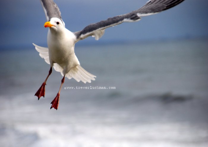 Landing - 5x7 - Original Fine Art Photograph
