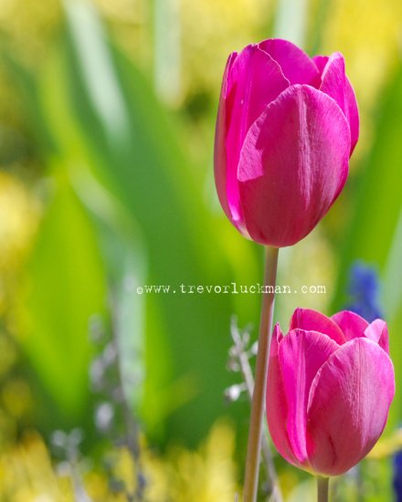 Violet Tulips - 8x10 - Original Fine Art Photograph