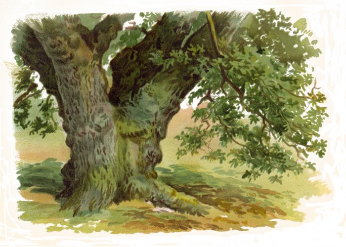 Paint Trees In Watercolours Ebook