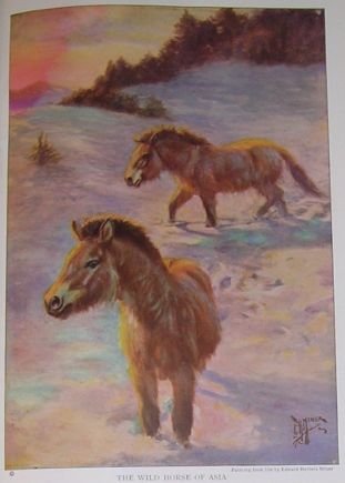 1923 WILD HORSE OF ASIA PRINT by Edward H MINER Plate-1