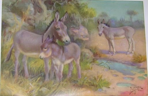 1923 WILD ASSES (HORSE) PRINT by EDWARD H MINER Pl-6