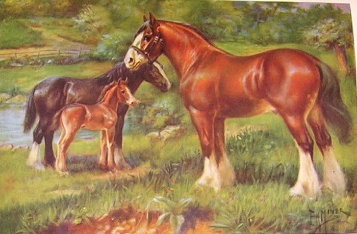 1923 CLYDESDALE HORSE PRINT by EDW H MINER Pl-15
