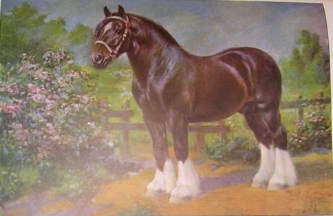 1923 SHIRE HORSE PRINT by EDWARD H MINER Pl-17