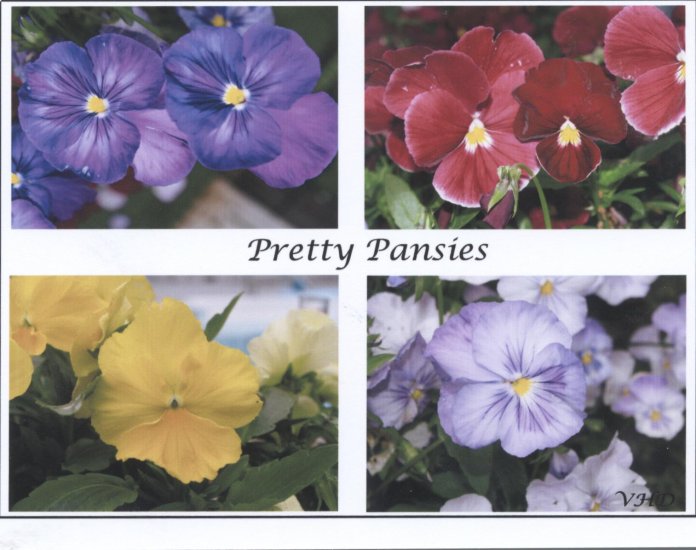 Pretty Pansies