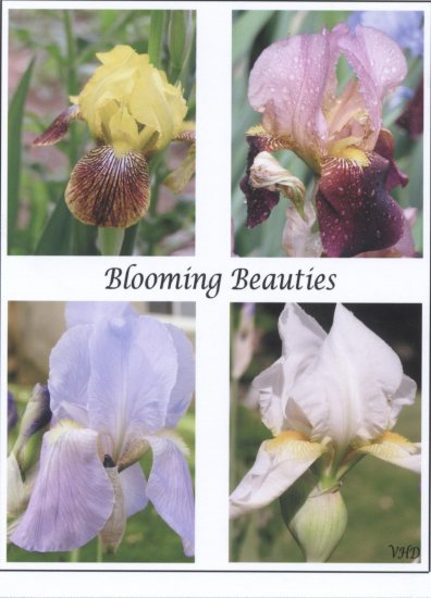 Blooming Beauties