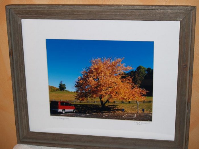 Blazing Orange tree