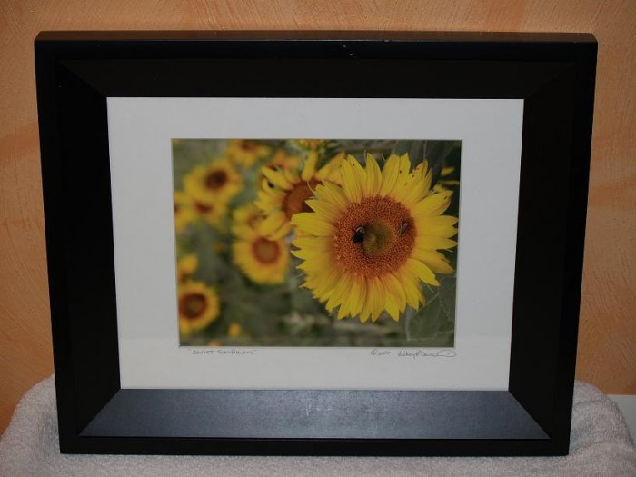 Sweet Sunflowers