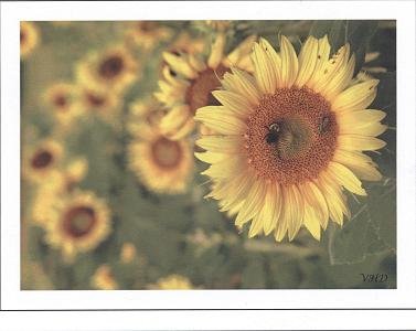 Sweet Sunflowers
