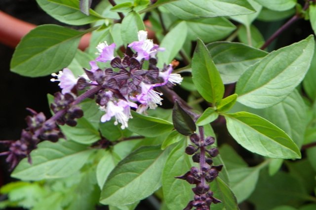 Thai Sweet Basil 600 seeds Heirloom Thai native vegetable