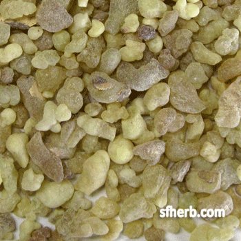 Pennyroyal, Cut - 1 Lb