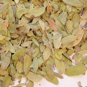 Uva Ursi Leaves (Pinguica) - 1 Lb