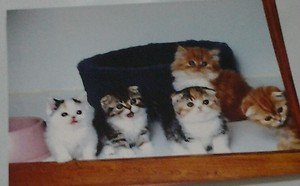 Cute Kittens kitty cats 4x6 photo card 3 Animals