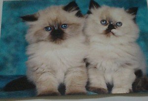 Cute Kittens kitty cats 4x6 photo card 2 Animals