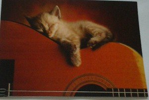 Cute Sleepy Kitten kitty cat 4x6 photo card Animals