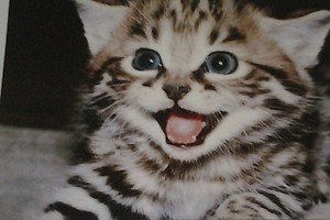 Cute Excited Kitten kitty cat 4x6 photo card Animals