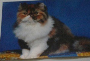 Cute Fat Kitten kitty cat 4x6 photo card Animals