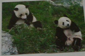 Cute Panda bears Chow Down 4x6 glossy photo card Animals