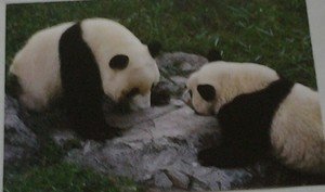 Cute Panda bears in Nature 4x6 glossy photo card Animals