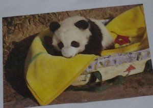 Cute Panda bear in a Basket 4x6 glossy photo card Animals