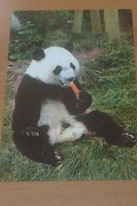 Cute Panda bear Munching on a Carrot 4x6 glossy photo card Animals