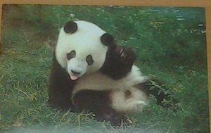 Cute Panda bear Says Hello 4x6 glossy photo card Animals