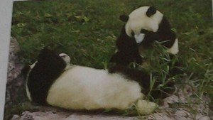 Cute Playful Panda bears 4x6 glossy photo card Animals