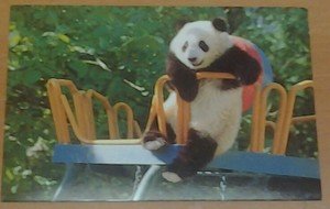 Cute Panda bear on the Playground 4x6 glossy photo card Animals