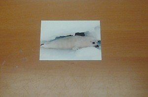 Cute Harp Seal 4x6 photo card 8 Animals Frolicking in Nature