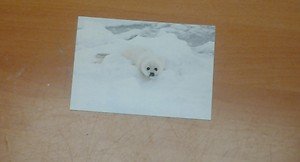 Cute Harp Seal 4x6 photo card 7 Animals Frolicking in Nature