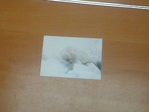 Cute Harp Seal 4x6 photo card 5 Animals Frolicking in Nature