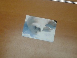 Cute Harp Seal 4x6 photo card 3 Animals Frolicking in Nature
