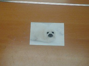 Cute Harp Seal 4x6 photo card 2 Animals Frolicking in Nature