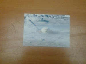 Cute Harp Seal 4x6 photo card Animals Frolicking in Nature