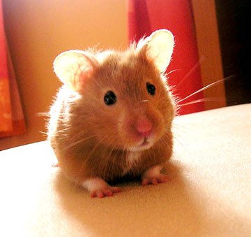 Syrian Hamster